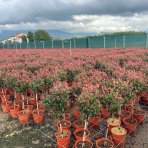 Červienka Fraserova (Photinia × fraseri) ´RED ROBIN´ - výška 90-110 cm, kont. C7L - NA KMIENKU